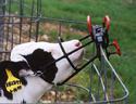 Calf held by portable calf restraint attached to a wire cow panel