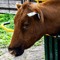 Head of a cow with the GPS-Tracking Ear Tag in its left ear.