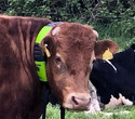 Cow with a MooCall HEAT Collar on it and an eartag in each ear.